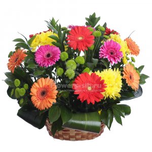 Basket with Gerberas 